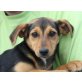 VAJA, Pinscher/Sheltiemix,Pflegestelle Bgld Welpen - Hündin