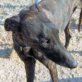 VALENTIN, Galgo, kastriert, ca. 4 Jahre - Rüde