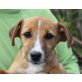 VALERIE, Pinscher/Sheltiemix,Pflegestelle NÖ Welpen - Hündin