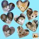 VALERIE UND DIE 7 ZWERGE, Tierschutz - Katze