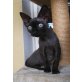 VALMONT REXCLUSIVE, Devon Rex - Kater