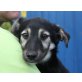 VANESA, Pinscher/Sheltiemix,Pflegestelle Wien Welpen - Hündin
