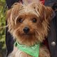 VANESA, Yorkshireterrier, kastriert - Hündin
