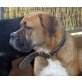 VANIA, Boxer Mix - Hündin