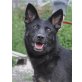 VANJA, Pflegestelle Wien, Schwarzer Schäfer-Mix - Hündin
