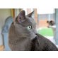 VANJA, Russisch Blau - Kater