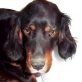 VELA, Gordon-Setter, kastriert, ca. 2-3 Jahre - Hündin