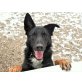 VERDI, Schäferhund Mischung - Rüde