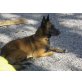 VERONA 2, Pflegestelle Niederösterreich, wunderschöne, große, freundliche MALINOIS - Hündin