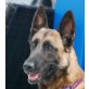 VERONA 2, Pflegestelle Oberösterreich, ruhige, ausgeglichene MALINOIS - Hündin