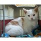 VERSCHENKE kastriertes Katerchen - Kater