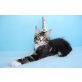 VERSCHMUSTER FERRIS, Maine Coon - Kater