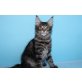 VERSPIELTE FRANCIS, Maine Coon - Katze
