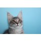 VERSPIELTER ERAGON, Maine Coon - Kater