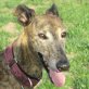 VESNA, Galga, kastriert, ca. 4 Jahre alt - Hündin