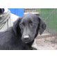 VESPA, Pflegestelle Burgenland bzw. Wien, Flat Coated Retrievermix - Hündin