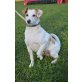 VIA, Jack Russel Mischling - Hündin