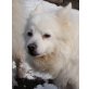 VICKY 4, Pflegestelle Niederösterreich, mittelgroße, schneeweiße Spitz - Hündin