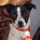 VICKY, Jack-Russell-Mischling , kastriert - Hündin