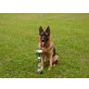 VICO VON DER DIEPOLZWIESE, Deutscher Schäferhund - Rüde