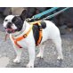 VICTOR, Französische Bulldogge - Rüde