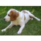VIKTOR, Pflegestelle Tulln/Donau, Beagle Mix - Rüde
