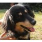 VIKTOR - Pflegestelle Österreich, Spaniel-Mix - Rüde