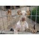 VIMPY, kl.Pointer-Mischlg.soll bald ins Zuhause Welpen - Hündin