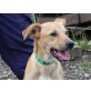 VINCY - Pflegestelle Niederösterreich, Pinscher - Mix - Rüde