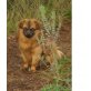 VINI-VINCE, Pekinese - Rüde