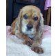 VITALI, Amerikanischer Cockerspaniel, PS Wien - Rüde