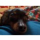 VITALINO, Pflegestelle Wien, anhänglicher Prager Rattler/Chihuahua-Mix - Rüde