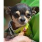 VIVA, Chihuahua - kastriert - Hündin
