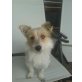 VIVIAN, Mix - Hündin