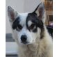 VLAD, Husky-Malamute-Mix - Rüde