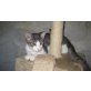 VOCAL, Norw. Waldkatzen Mix - Kater