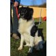 VOX, Border Collie Mischling - Rüde