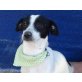 VOXY, Jack-Russel-Mix, kastriert - Rüde