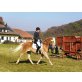 VPrSt. Edessa, Haflinger - Stute