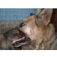 VUKA - das Hundelager wird geschlossen!, Deutscher Schäferhund - Hündin