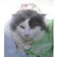 Vador, Angora Mischling - Kater