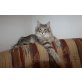Vaila, Norwegische Waldkatze - Katze