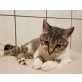 Vajtija, Mischling - Katze