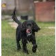 Valdéz, Cocker-Mix - Rüde