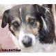 Valentia-möchte soo gerne eine liebe Familie!, Mischling - Hündin