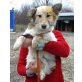 Valentin, Corgi-Mix - Rüde