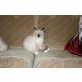 Valentin, Neva Masquarade - Kater
