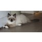 Valentin, Neva Masquarade - Kater