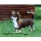 Valentina, Chihuahua langhaariger Schlag - Hündin