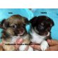Valentina Sierra Madre, Chihuahua langhaariger Schlag Welpen - Hündin